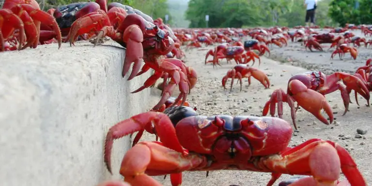 Fotografía de una enorme migración de cangrejos.