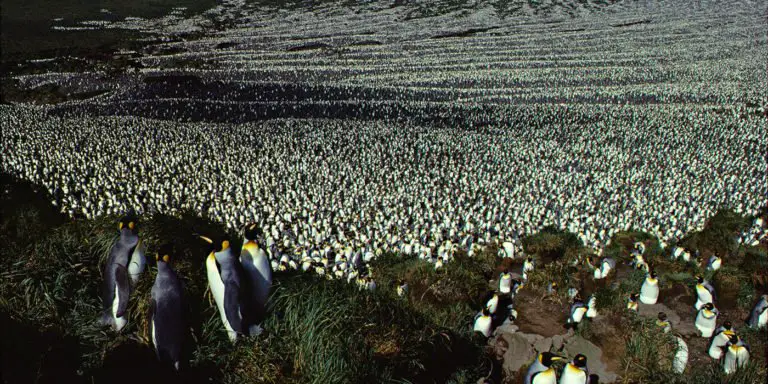 Fotografía de un gigantesco cúmulo de pingüínos.