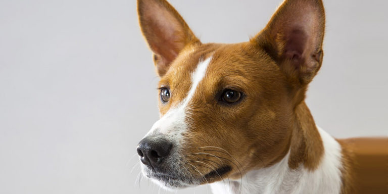 Fotografía de un basenji.