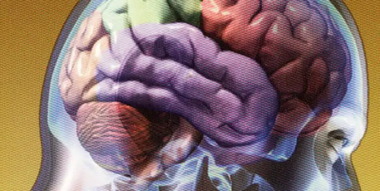 Ilustración de un cerebro humano