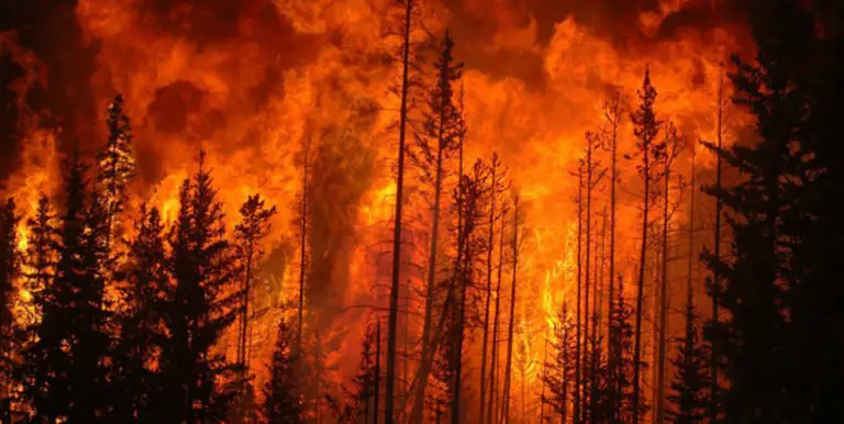 Fotografía de un fuego forestal