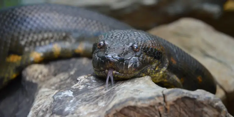 Fotografía de una anaconda.