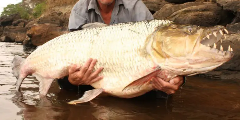 Fotografía de un pez tigre.