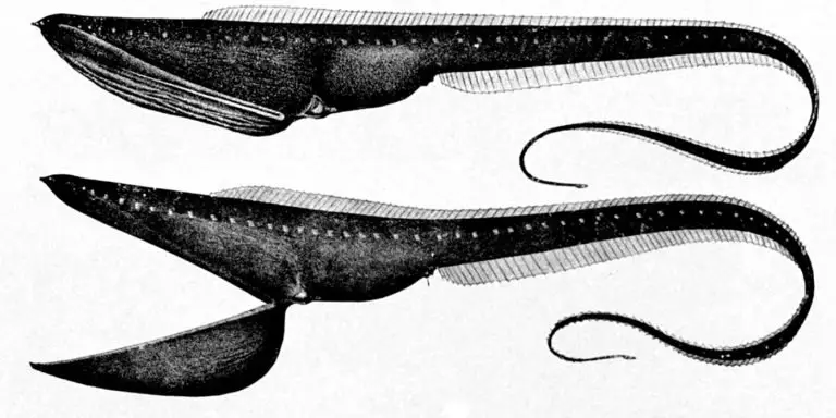 Ilustración de un Eurypharynx pelecanoides