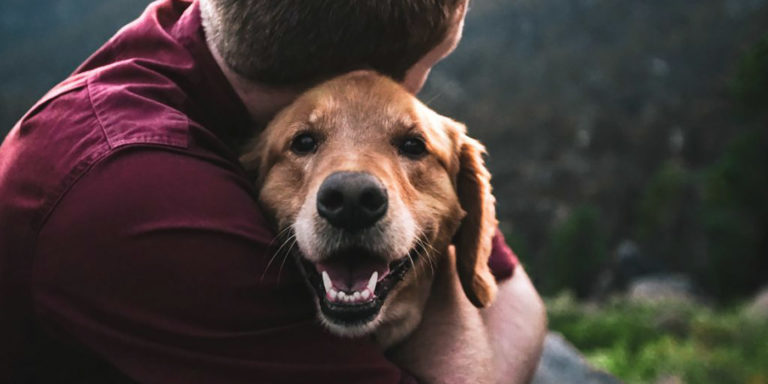 Fotografía de un perro leal y feliz.