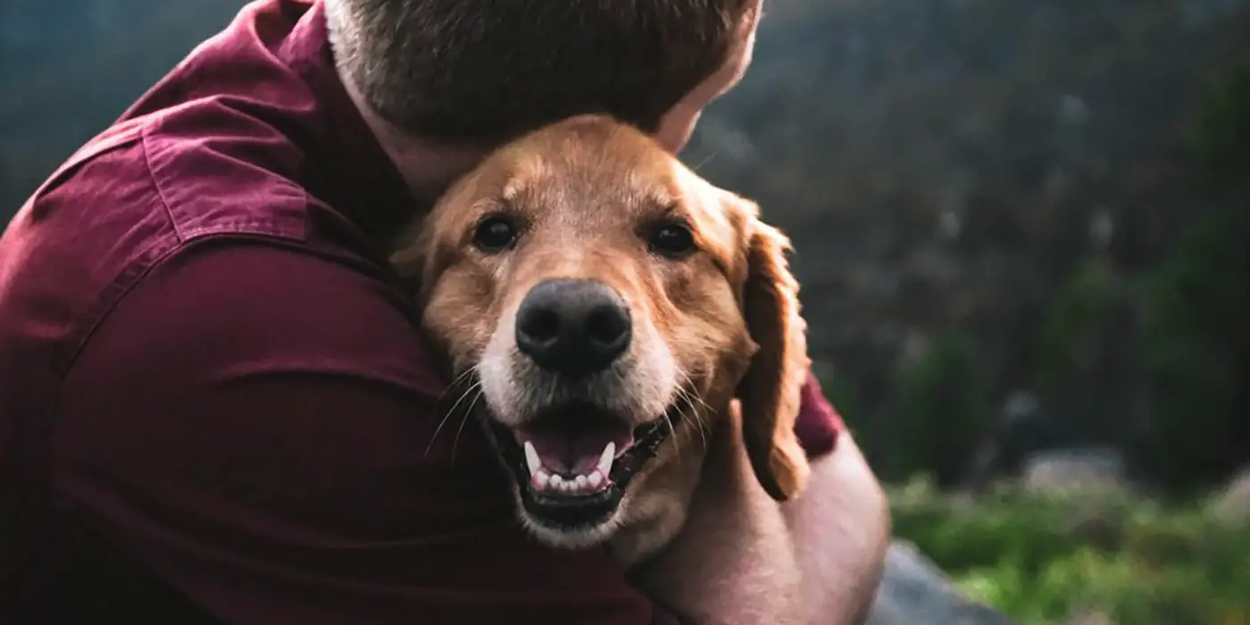 Hachiko El Perro Más Fiel De La Historia Que Esperó A Su Dueño Por Años