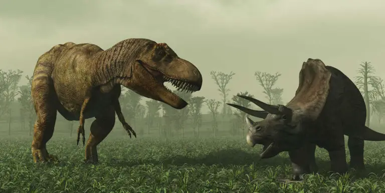 Batalla de tiranosaurio y triceratops.