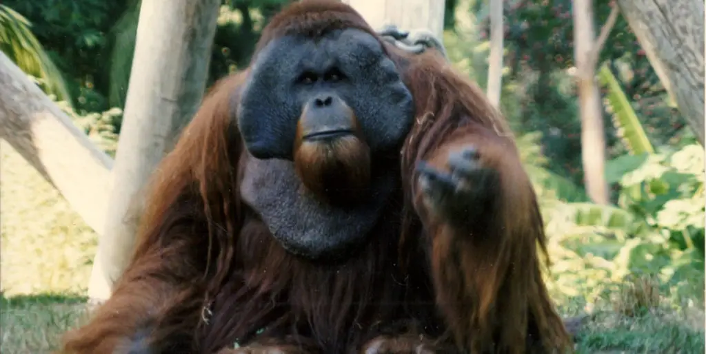 Fotografía del famoso orangután escapista Ken Allen.