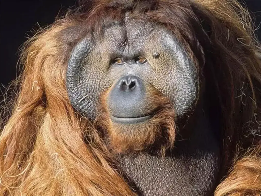 Fotografía del famoso orangután escapista Ken Allen.