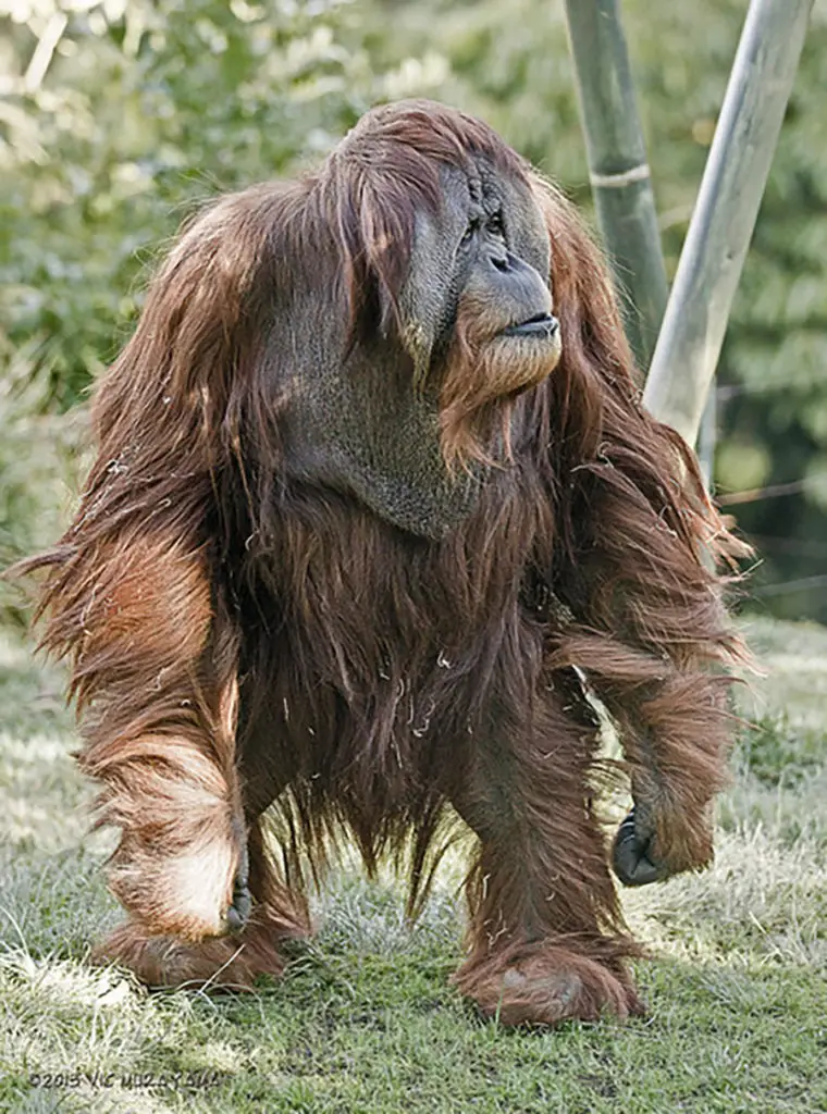 Fotografía de un orangután caminando.