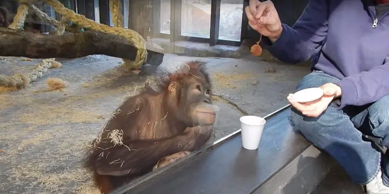 Orangutan siendo sorprendido por un truco de magia.