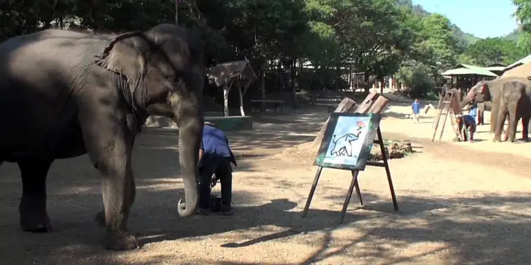 Fotografía del elefante Paya.