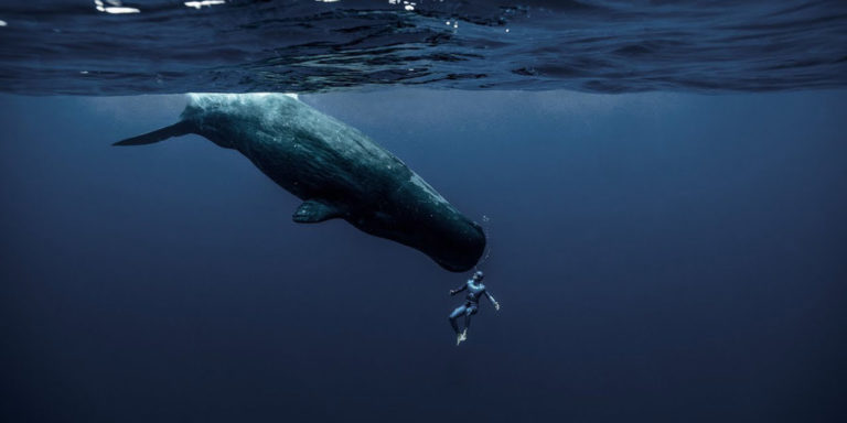 Fotografía de Guillaume Nery y una ballena.