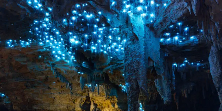 Detalle del techo de la cueva de Waitomo.