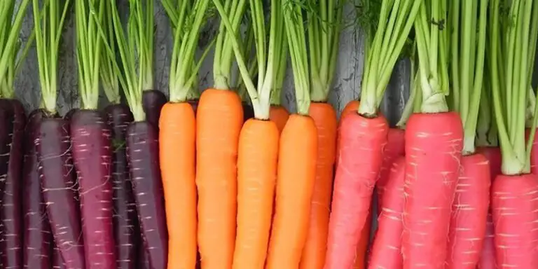 Variedad de zanahorias de distintos colores.