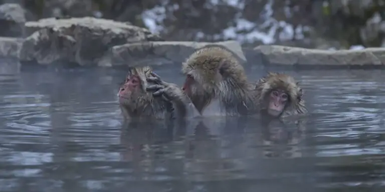 Tres monos de la nieve acicalándose mientras disfrutan de las aguas termales.