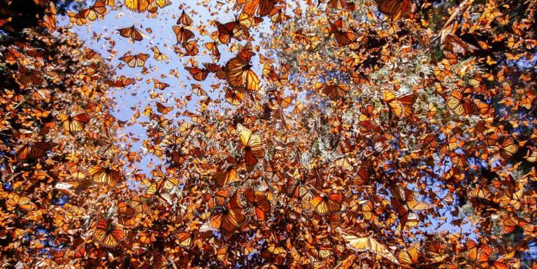 Miles de mariposas monarcas cubriendo el lente de la cámara.