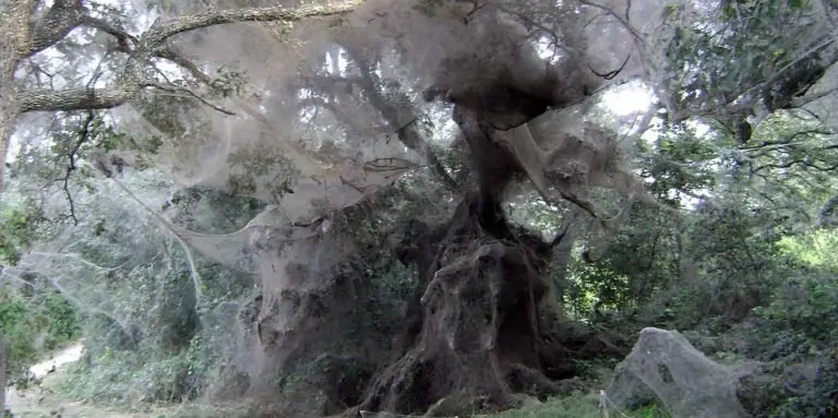 Telaraña más grande del mundo en el lago Tawakomi.