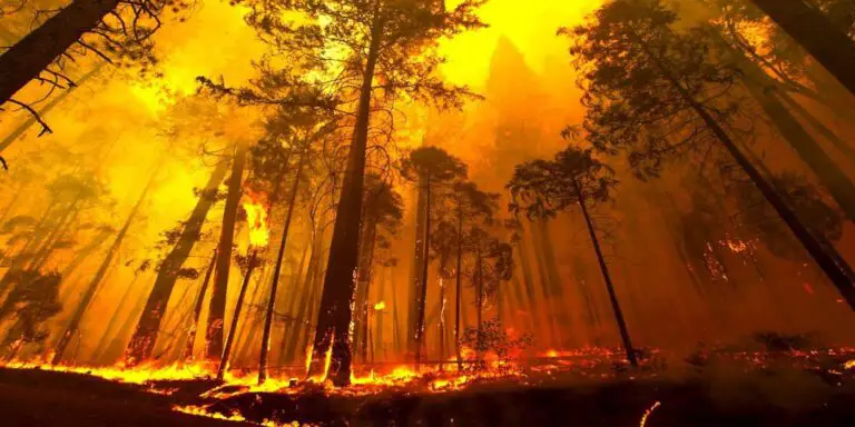 Bosque en llamas durante un incendio forestal.