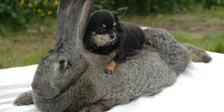 Conejo gigante comparado a un pequeño perro.