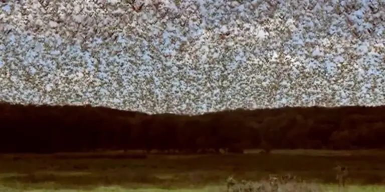 Migración de aves a través de los cielos.