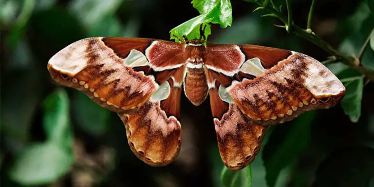 Una mariposa Attacus Atlas posando sobre una rama. Esta es la mariposa más grande de la naturaleza.