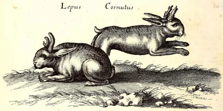 Ilustración antigua de dos Leptus Cornutus o conejos cornudos.