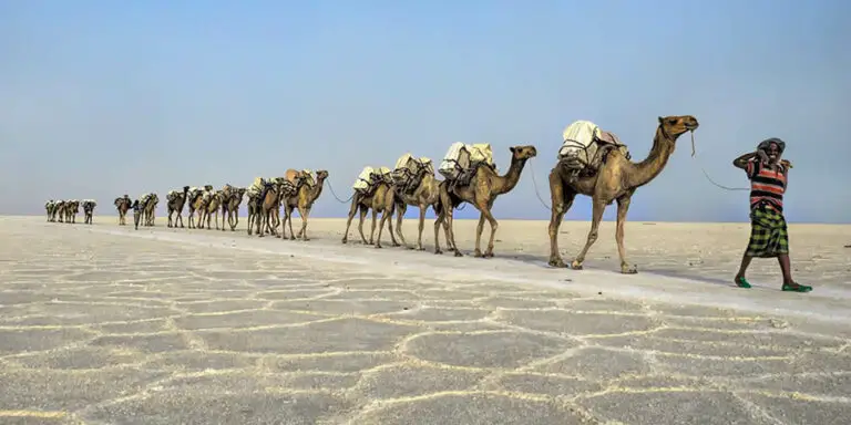 Caravana de camellos.