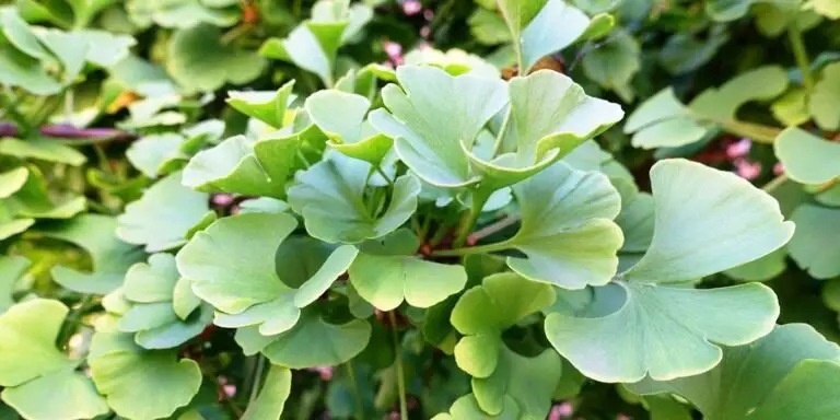 Hojas del árbol de ginko.