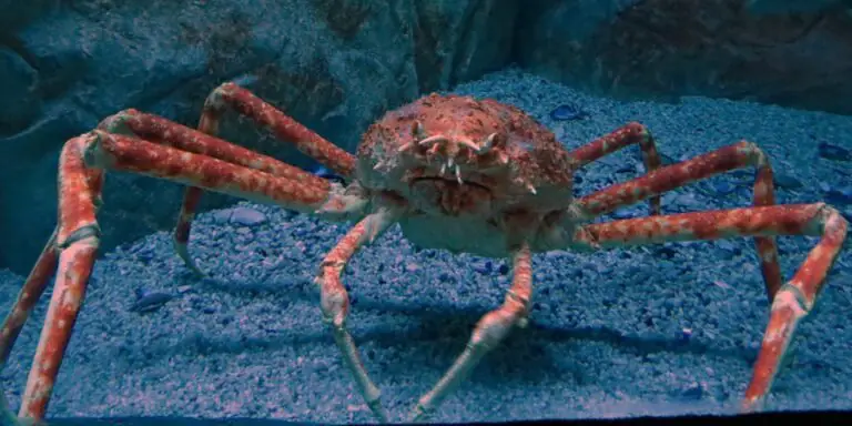 Macrocheira kaempferi o cangrejo gigante japonés.