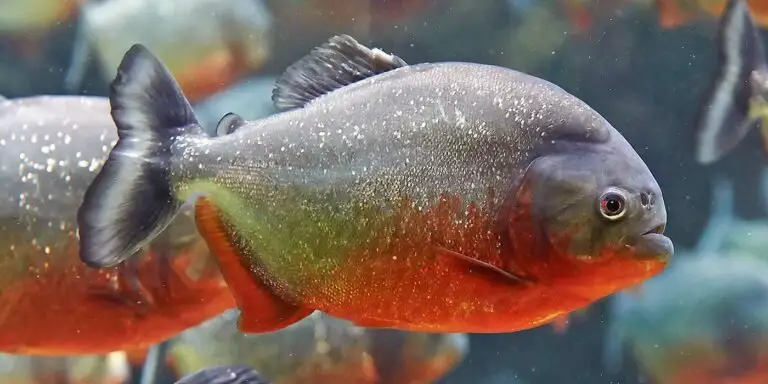 Perfil de dos pirañas en un acuario.