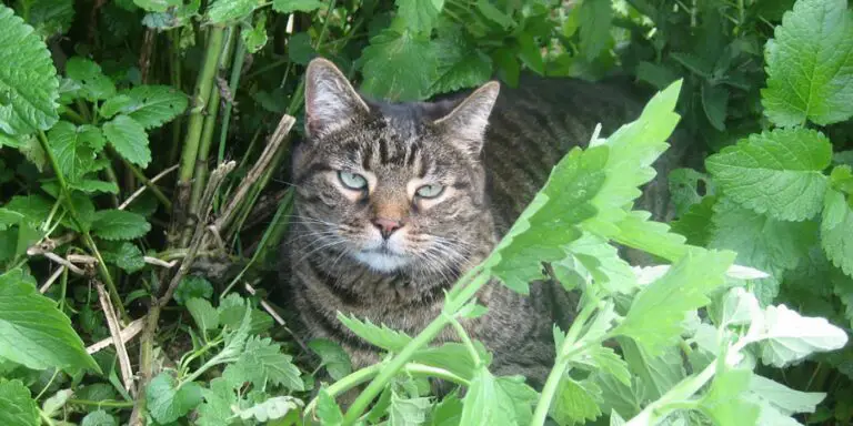 Gato entre la nébeda.