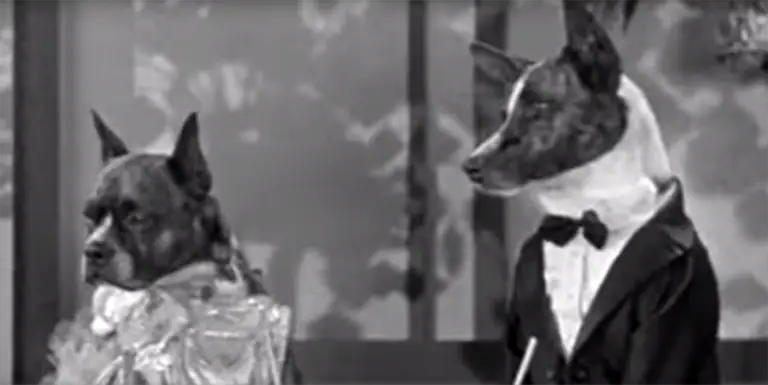 Una pareja de perros en una película con perros de la MGM.