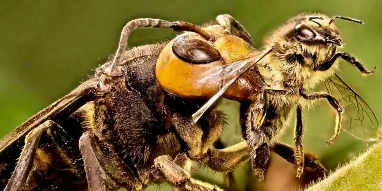 Una avispa japonesa atrapando a una abeja melífera.