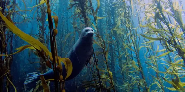 Una foca buscando alimento en un bosque de laminariales.