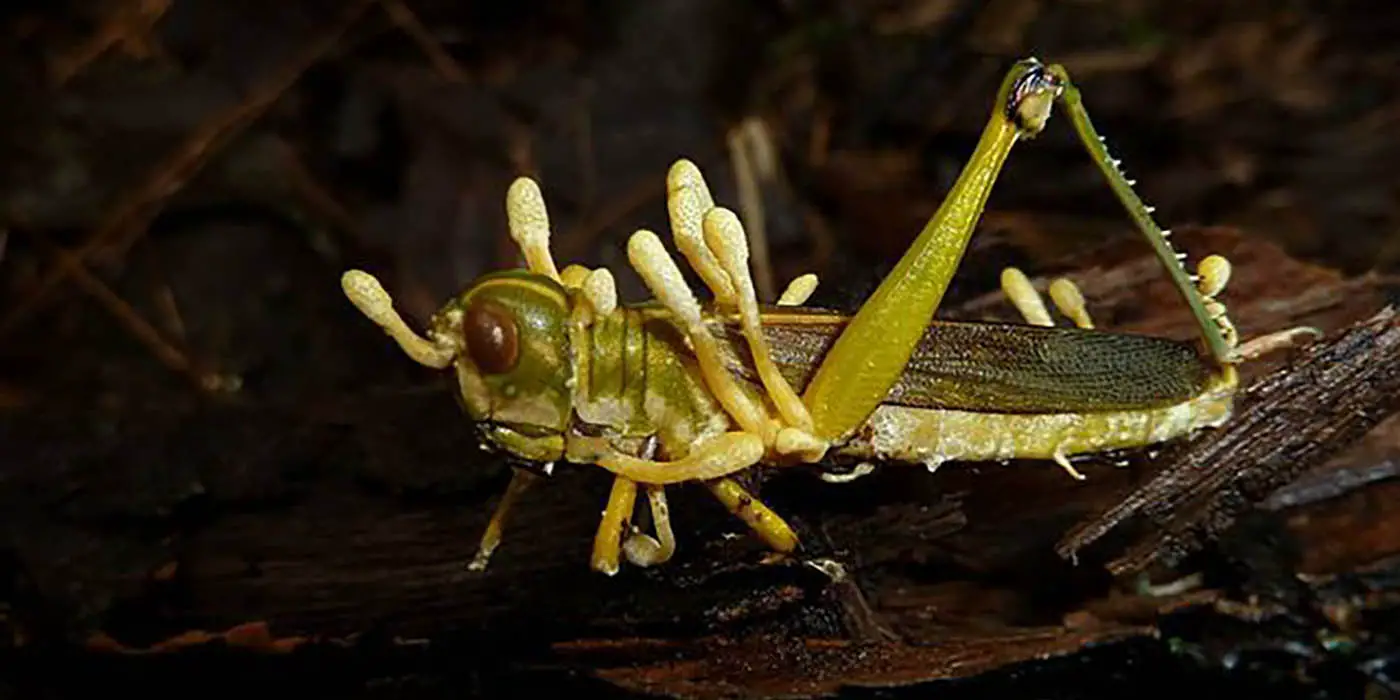 Cordyceps El Hongo Real Que Inspiró A Los Monstruos De The Last Of Us