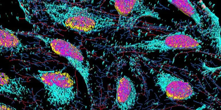 Simulación digital de las células de Henrietta Lacks.