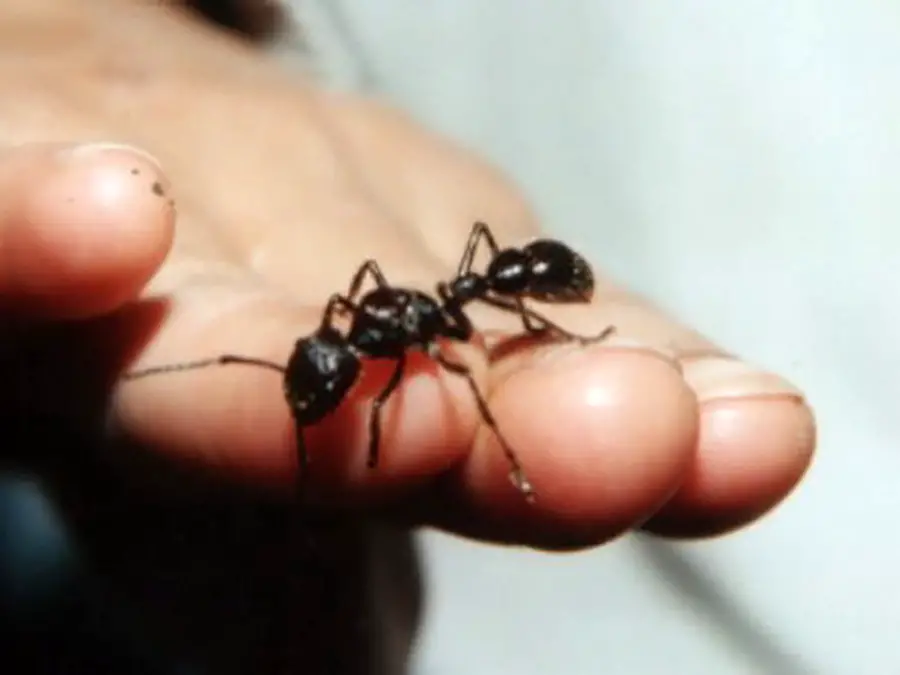 Un arriesgado hombre sosteniendo a una hormiga bala en su mano, el insecto con la picadura más dolorosa del mundo.