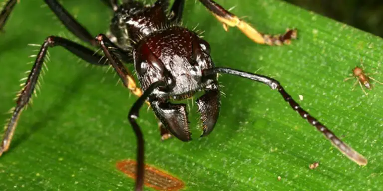 Detalle de una hormiga bala, el insecto con la picadura más dolorosa del mundo.