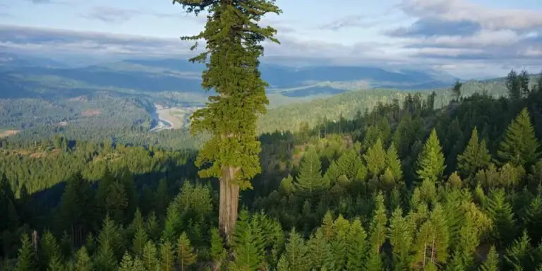 Hiperión, el árbol más alto del mundo.