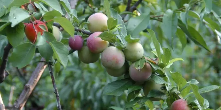 Varios frutos en la rama de un árbol.