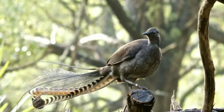 Ave lira, el mejor pájaro imitador de el mundo.