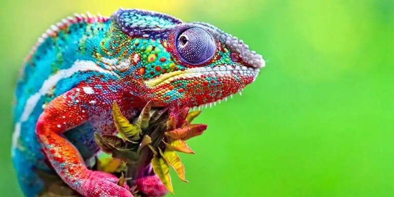 Los camaleones están entre los animales más coloridos del mundo.