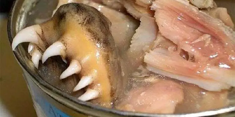 Imagen de una lata con dientes de un pescado carnívoro. Las comidas más asquerosas del mundo.