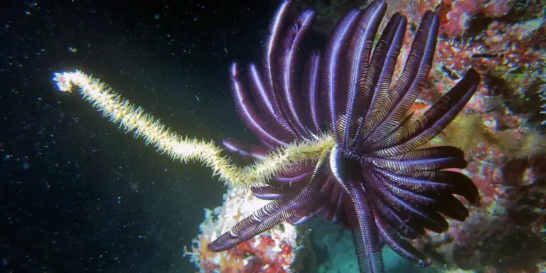 Fotografía de uno de los tantos crinoideos en las profundidades marinas.