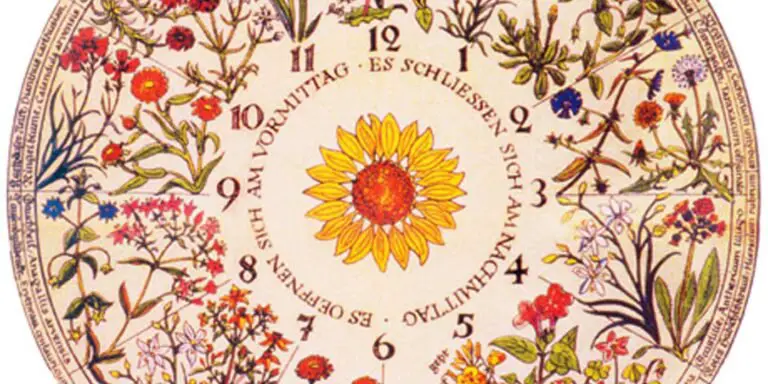 Diagrama de uno de los relojes florales de Linnaeus.