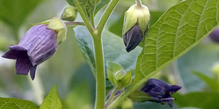 Flor de la Belladonna, la planta venenosa utilizada con fines cosméticos.