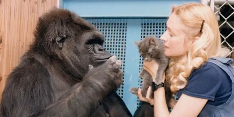 La gorila Koko, un gatito y su cuidadora.