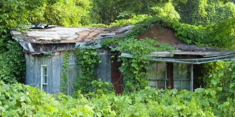 Hogar devorado por el kudzu.