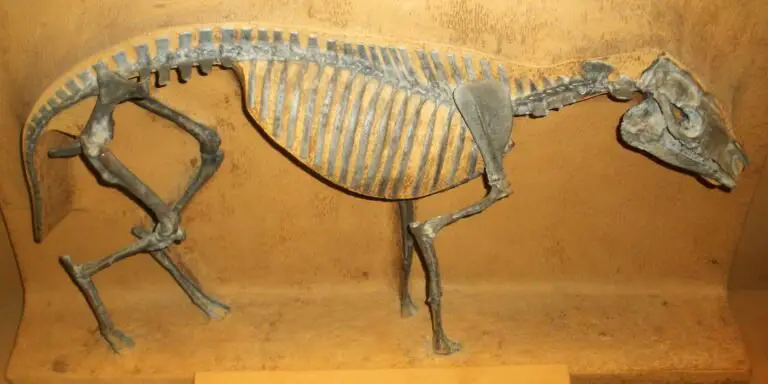 Hyracotherium, uno de los más diminutos caballos prehistóricos.